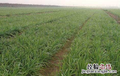 秋天韭菜怎么管理 韭菜秋后管理的方法