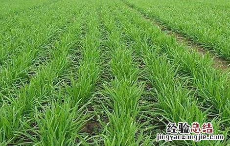 秋天韭菜怎么管理 韭菜秋后管理的方法