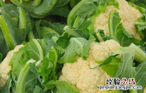 花椰菜的种植条件和时间 花椰菜的种植条件
