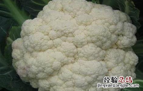 花椰菜的种植条件和时间 花椰菜的种植条件