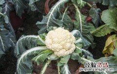 花椰菜的种植条件和时间 花椰菜的种植条件