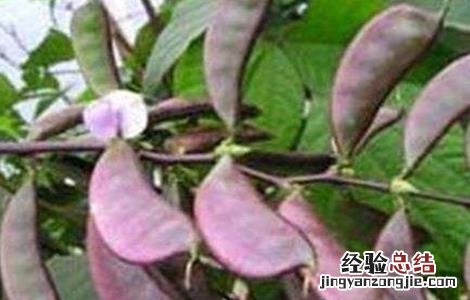 扁豆高产施肥技术 扁豆栽培技术与肥料