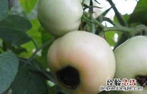 番茄缺钙症状和补钙方法有哪些 番茄缺钙症状和补钙方法