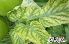 番茄缺钙症状和补钙方法有哪些 番茄缺钙症状和补钙方法