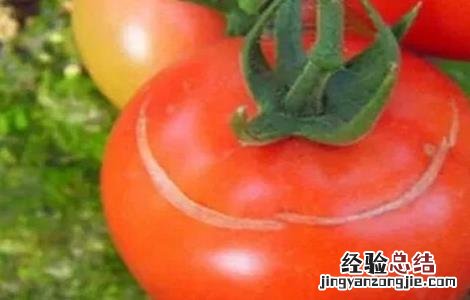 番茄缺钙症状和补钙方法有哪些 番茄缺钙症状和补钙方法