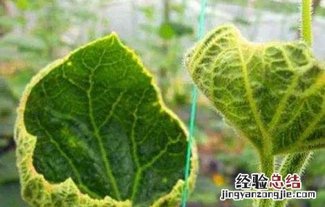番茄缺钙症状和补钙方法有哪些 番茄缺钙症状和补钙方法