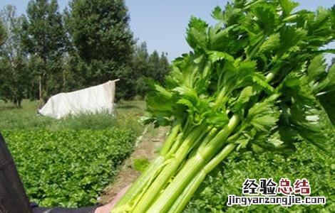 西芹病害防治 西芹空心原因及防治措施