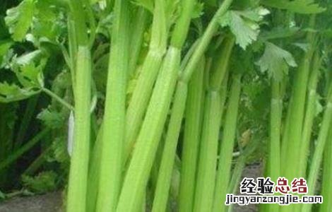 西芹病害防治 西芹空心原因及防治措施