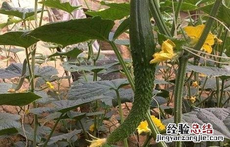 黄瓜尖嘴瓜是怎么回事 黄瓜尖嘴瓜怎么回事