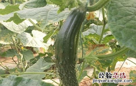 黄瓜尖嘴瓜是怎么回事 黄瓜尖嘴瓜怎么回事