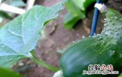 黄瓜尖嘴瓜是怎么回事 黄瓜尖嘴瓜怎么回事