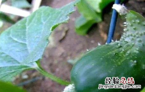 黄瓜尖嘴瓜是怎么回事 黄瓜尖嘴瓜怎么回事
