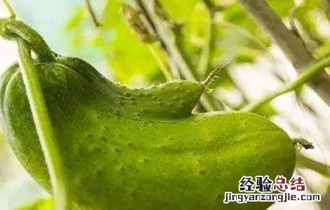 黄瓜尖嘴瓜是怎么回事 黄瓜尖嘴瓜怎么回事