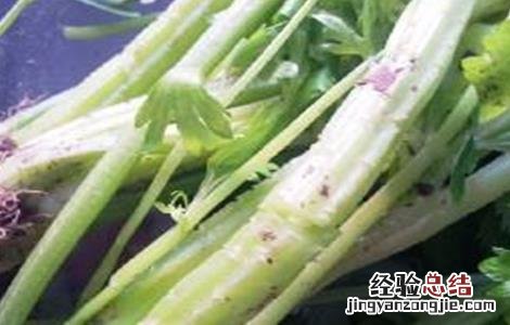 西芹裂根原因及预防措施有哪些 西芹裂根原因及预防措施