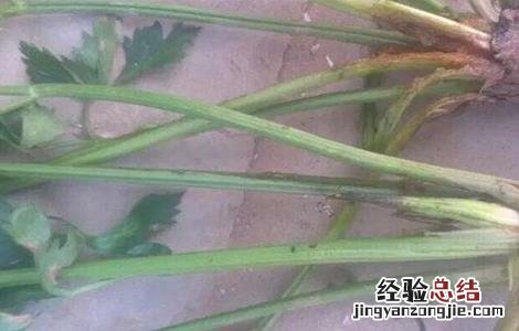 西芹裂根原因及预防措施有哪些 西芹裂根原因及预防措施
