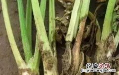 西芹裂根原因及预防措施有哪些 西芹裂根原因及预防措施