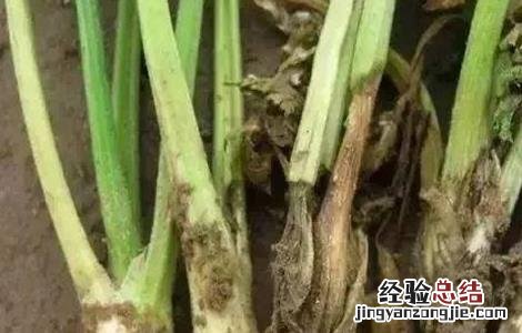 西芹裂根原因及预防措施有哪些 西芹裂根原因及预防措施