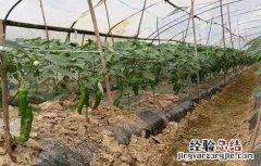 蔬菜生根剂怎么使用 蔬菜生根剂怎么使用的