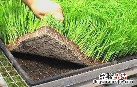 蔬菜生根剂怎么使用 蔬菜生根剂怎么使用的