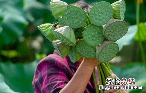 莲子采收方法及注意事项 莲子采摘了怎么处理