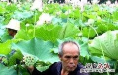 莲子采收方法及注意事项 莲子采摘了怎么处理