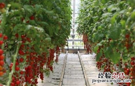 圣女果落花是什么原因 圣女果落花落果原因及防治方法