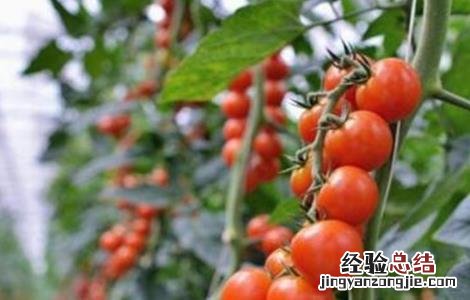 圣女果落花是什么原因 圣女果落花落果原因及防治方法