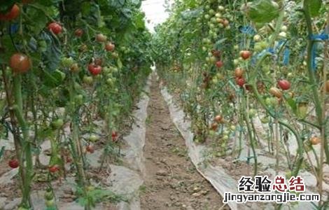 圣女果落花是什么原因 圣女果落花落果原因及防治方法