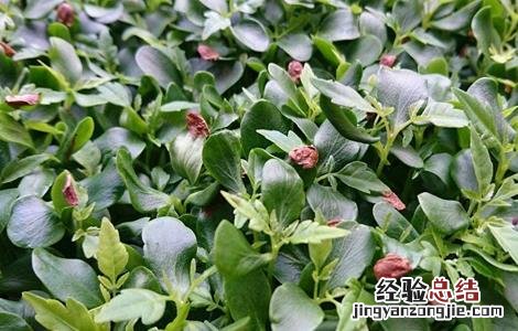 香椿芽苗培育技术视频 香椿芽苗培育技术