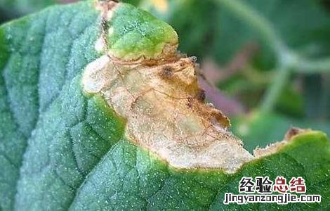 黄瓜长白毛是什么原因 黄瓜长白毛是什么原因造成的