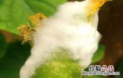 黄瓜长白毛是什么原因 黄瓜长白毛是什么原因造成的