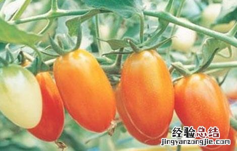 提高圣女果产量的种植技巧和方法 提高圣女果产量的种植技巧