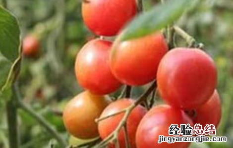提高圣女果产量的种植技巧和方法 提高圣女果产量的种植技巧