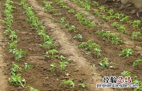 刚种的菜苗蔫了怎么办 蔬菜定植后萎蔫怎么办