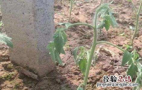 刚种的菜苗蔫了怎么办 蔬菜定植后萎蔫怎么办