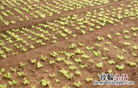 刚种的菜苗蔫了怎么办 蔬菜定植后萎蔫怎么办
