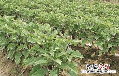 刚种的菜苗蔫了怎么办 蔬菜定植后萎蔫怎么办