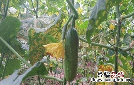 秋黄瓜产量低原因及防治方法 秋黄瓜产量低原因及防治方法