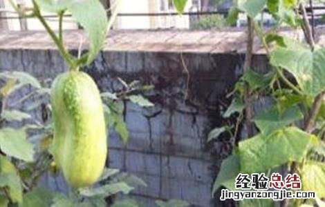 秋黄瓜产量低原因及防治方法 秋黄瓜产量低原因及防治方法