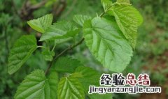 桑叶怎么洗头