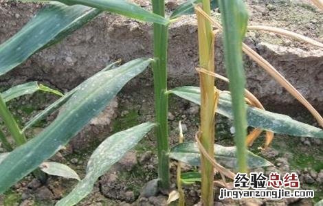 大姜死棵严重的防治方法 大姜死棵严重的防治方法有哪些