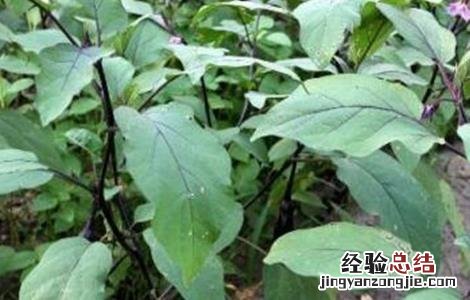 越冬茄子的育苗技术 越冬茄子的育苗技术与管理