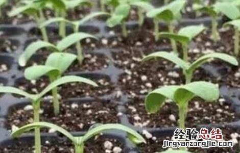 越冬茄子的育苗技术 越冬茄子的育苗技术与管理