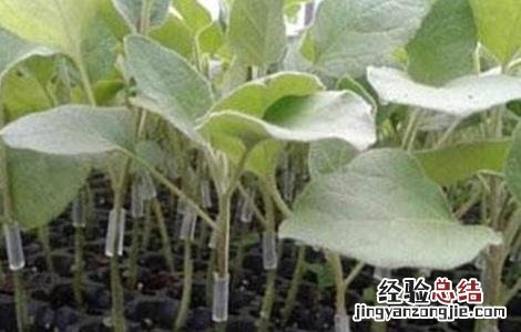 越冬茄子的育苗技术 越冬茄子的育苗技术与管理