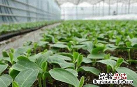 越冬茄子的育苗技术 越冬茄子的育苗技术与管理