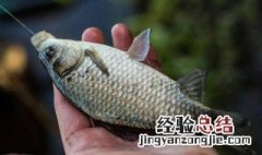 野钓鲫鱼最低温度是多少 野钓鲫鱼最低温度