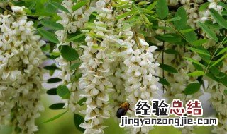 槐花怎么做好吃 槐花怎么做好吃又简单窍门