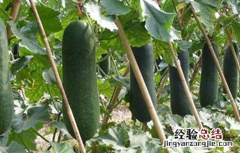 如何提高冬瓜坐果率 冬瓜怎样提高坐瓜率