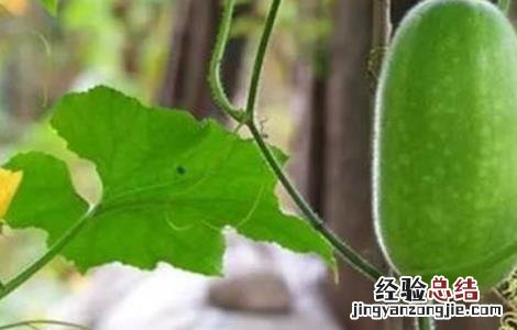 如何提高冬瓜坐果率 冬瓜怎样提高坐瓜率