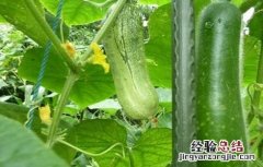 如何提高冬瓜坐果率 冬瓜怎样提高坐瓜率